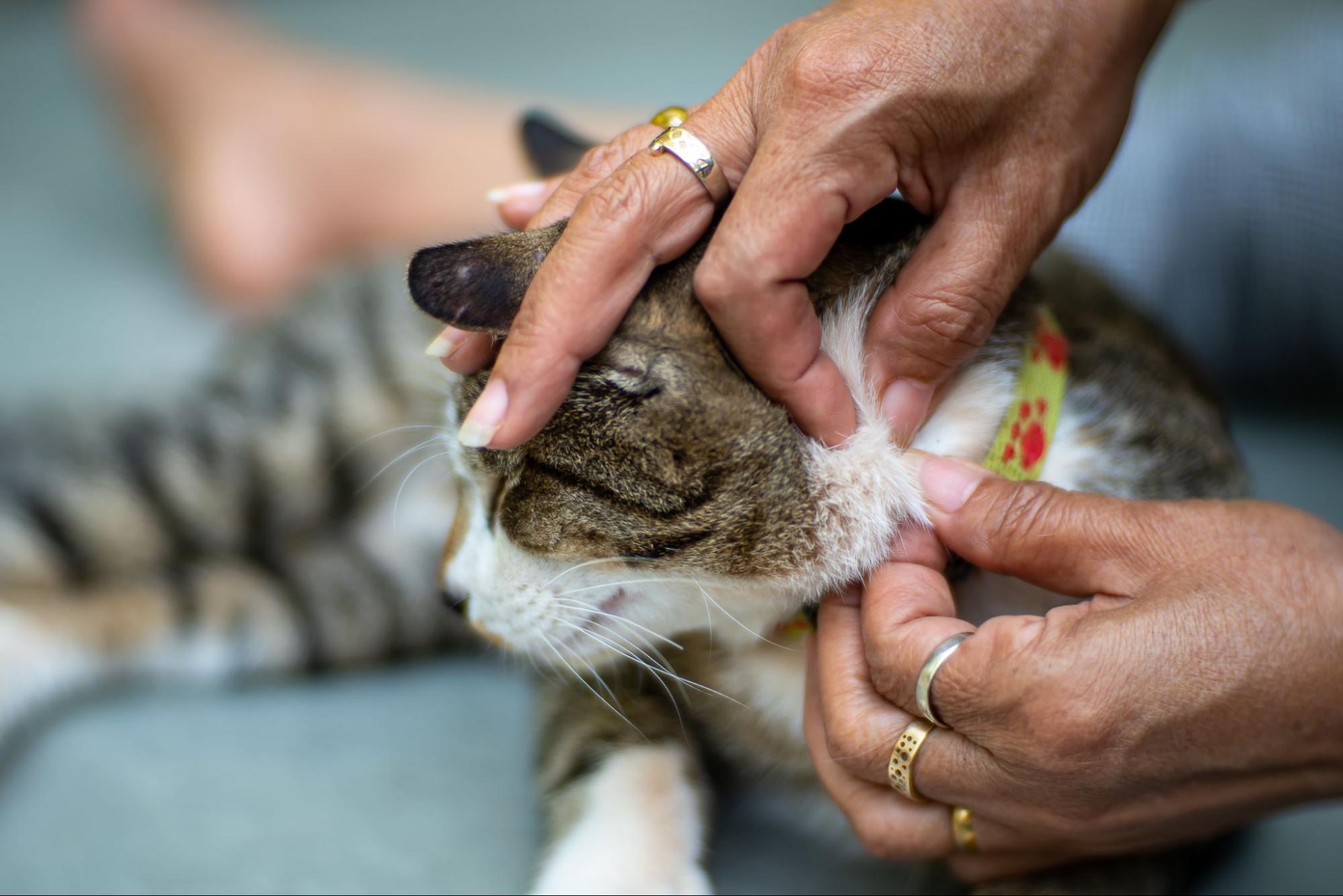 猫のノミ取りを検討したい症状と病気