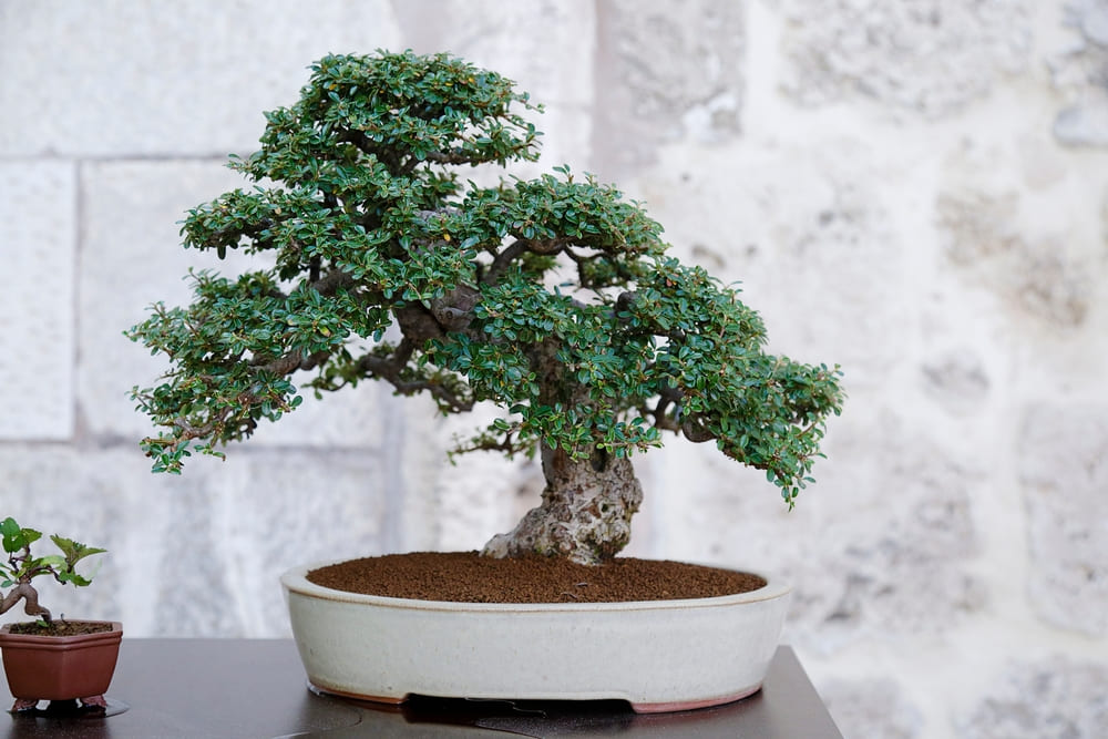 浅鉢に植えられた盆栽の画像