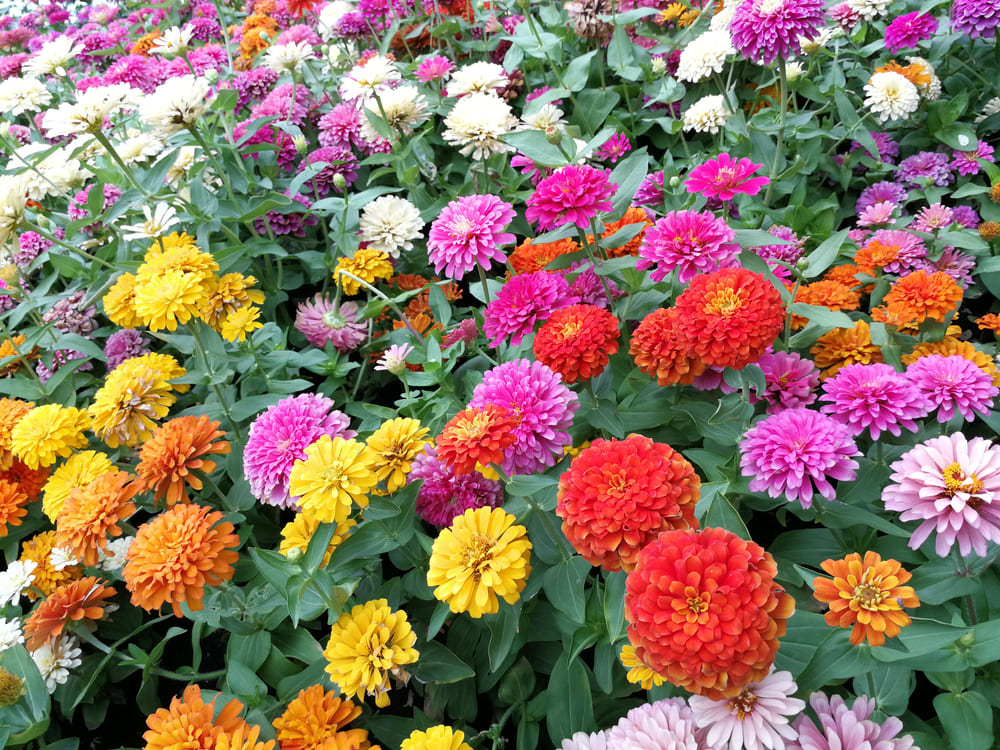 ジニアのポップな花姿を楽しもう！