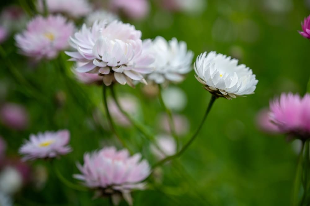 花かんざしの画像